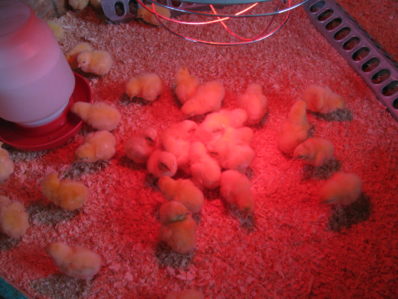 a brooder set up for chicks to arrive