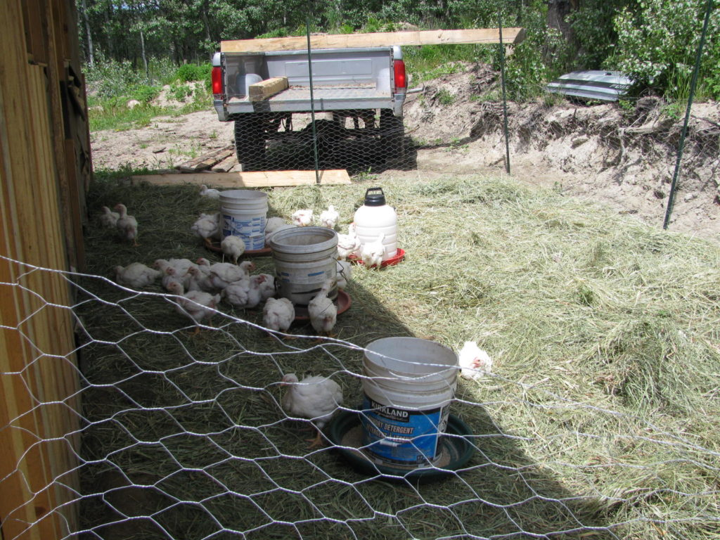 An Outdoor Run for the Meat Birds Country Living and Garlic Farming in BC