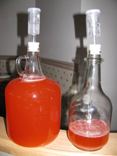 Jugs of strawberry wine with bungs and airlocks 
