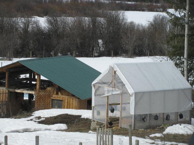 Greenhouse covered with tarp for wind and snow protection.