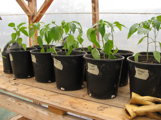 Transplanted peppers in larger pots on a greenhouse shelf.