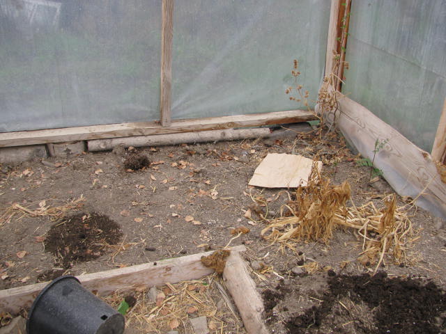 Preparing greenhouse soil for transplanting bean plants.