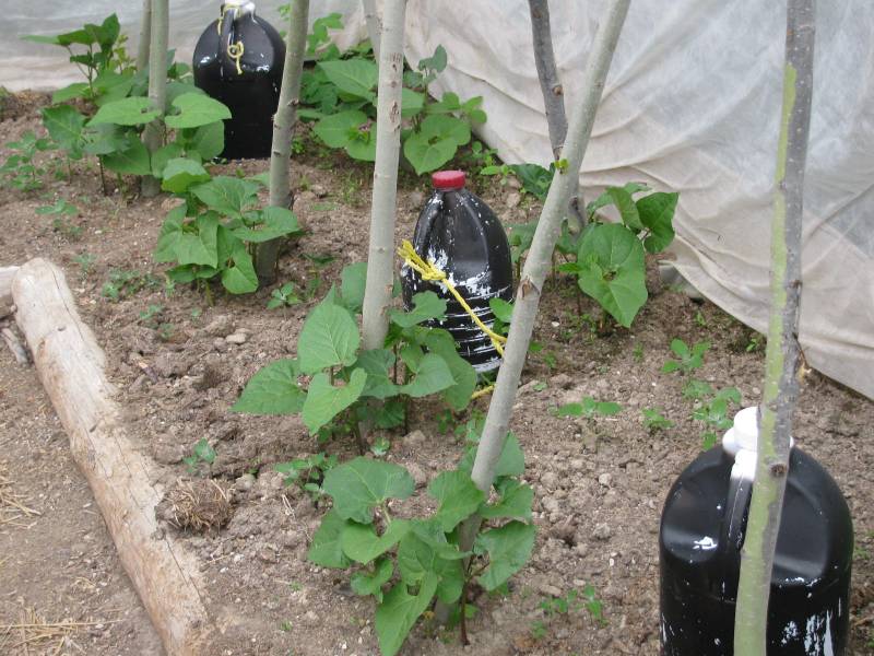 Small bean plants grow next to pole for climbing.