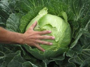A large growing cabbage in the garden with a man's hand on it