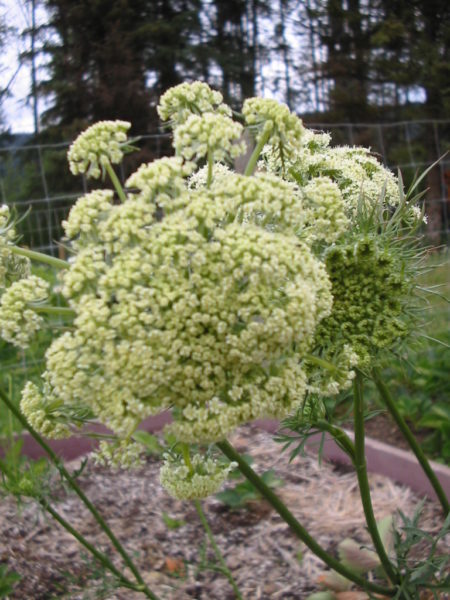 blooming carrot leaves.