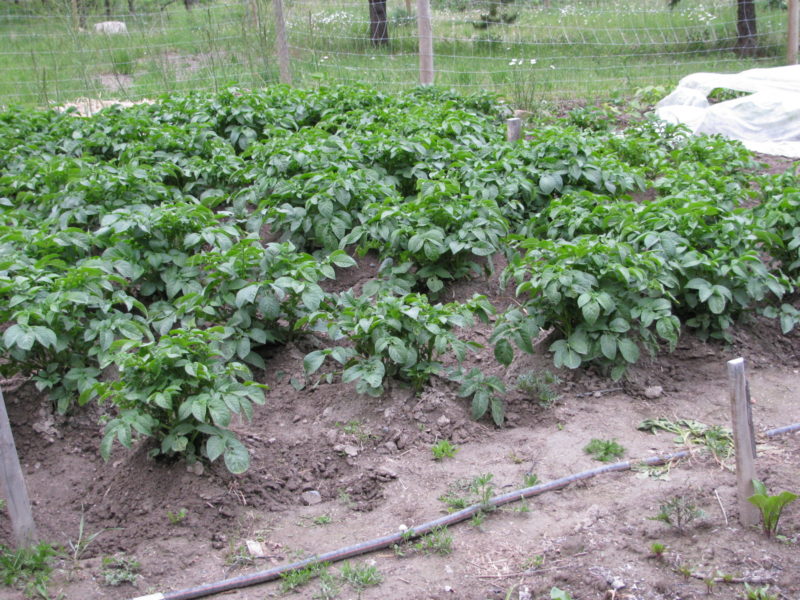 Potatoes growing in a garden bed.