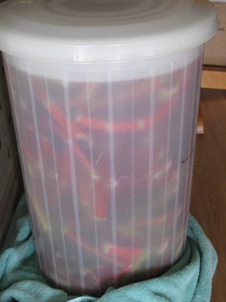 A primary fermenter filled with rhubarb and water.