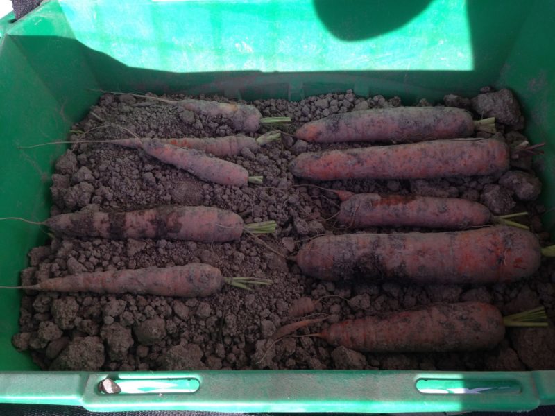 storing carrots in a bucket with layers of soil.