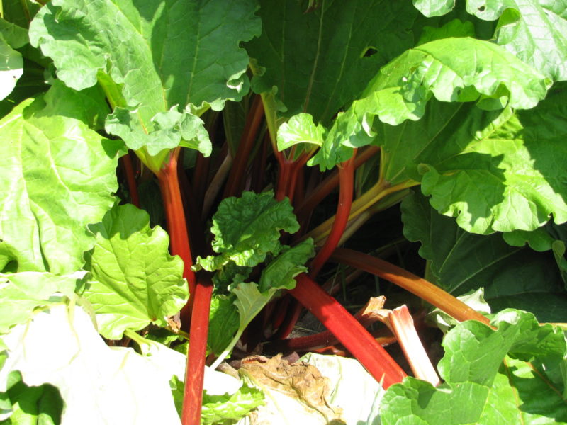 A rhubarb plant growing in the garden