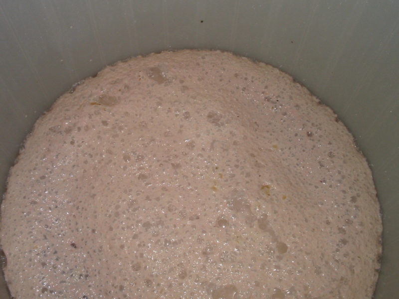 Rhubarb wine fermenting in the primary container.