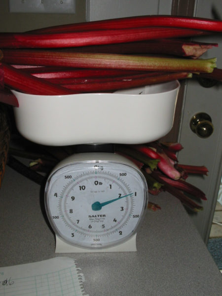 Rhubarb sits in a scale being weighed.