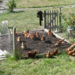 Chickens cleaning up a garden bed after harvest.