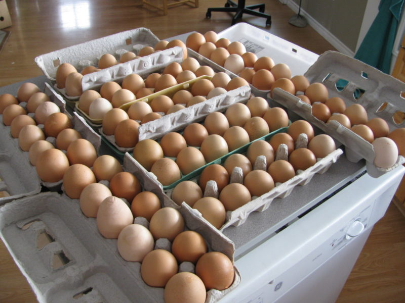 fresh eggs from backyard chickens