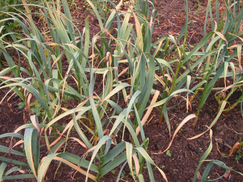 Growing Garlic Part 3 Harvesting Garlic Country Life in BC