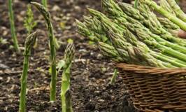 Weeding an asparagus patch beside a basket of asparagus