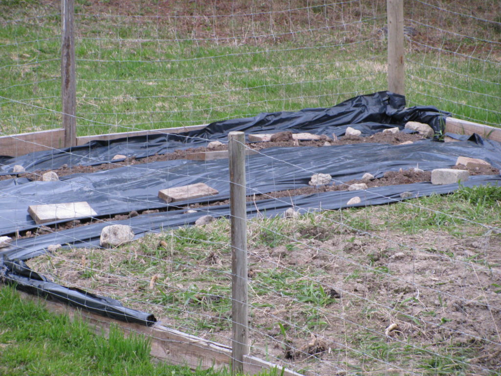 Weeding the Asparagus Bed A Needed Chore for this Perennial Vegetable