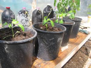 IMG_6163 greenhouse, country living in a cariboo valley, tomatoes, peppers, northern greenhouse