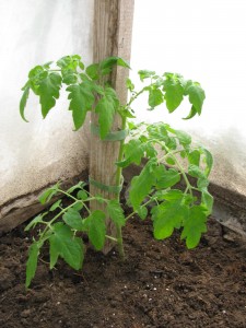 IMG_6168 greenhouse, country living in a cariboo valley, tomatoes, peppers, northern greenhouse