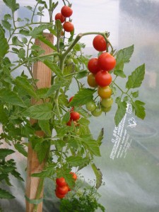 vine ripening tomatoes aug 25 08