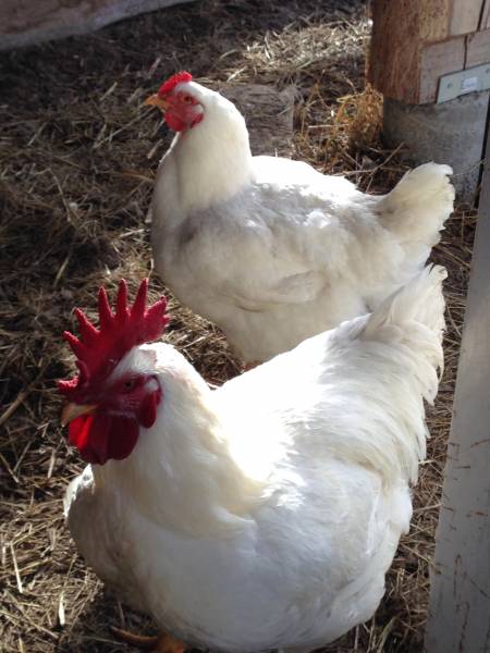 Rooster and hen both Cornish Cross variety of white meat bird.