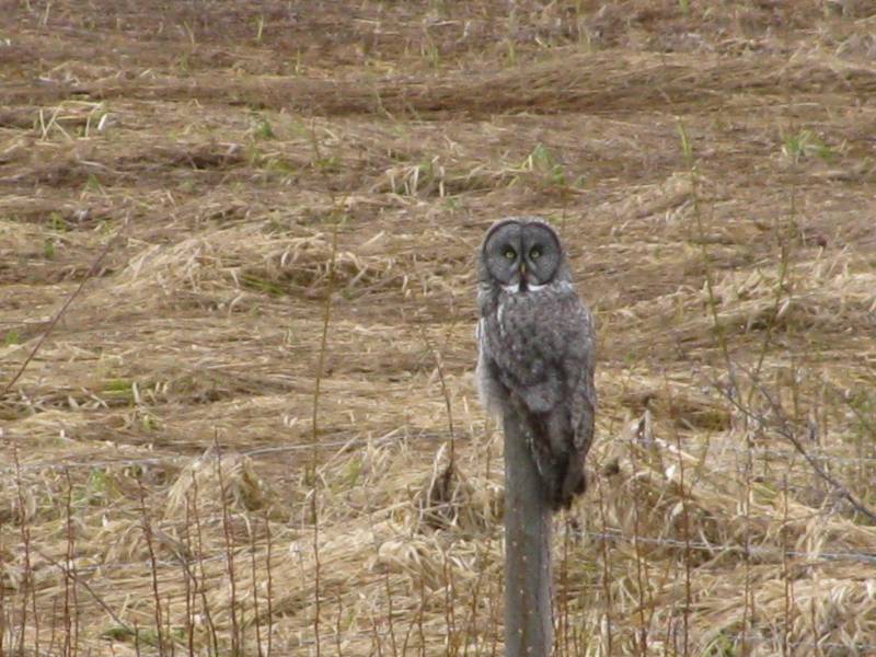 A predator owl sits on a fence post looking for prey.