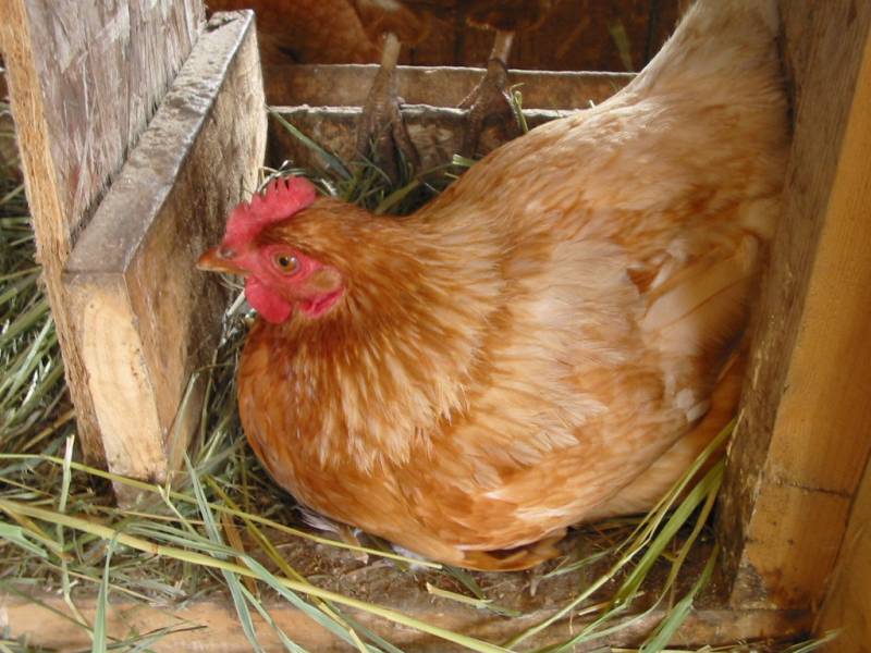 Hen sits on an egg in her nesting box