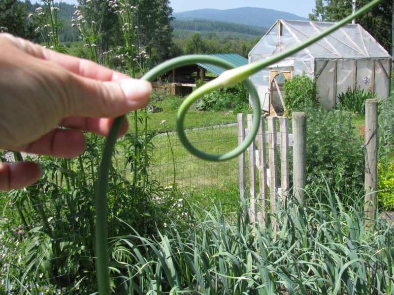 How to Grow Garlic in Canada and Northern Gardens