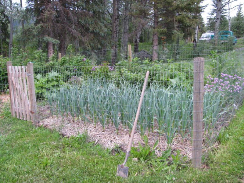 Hardneck garlic growing in a fenced garden bed.
