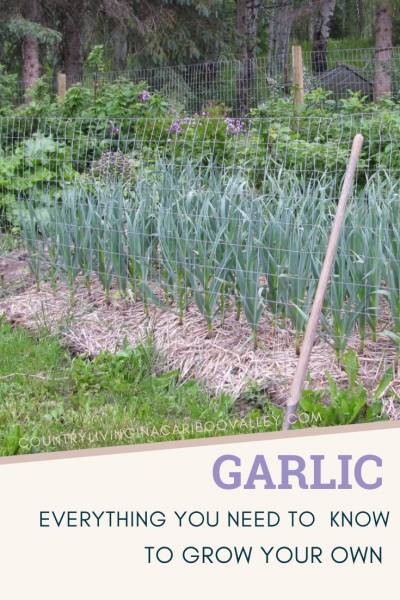 Garlic growing in a garden with shrubs and flowers.