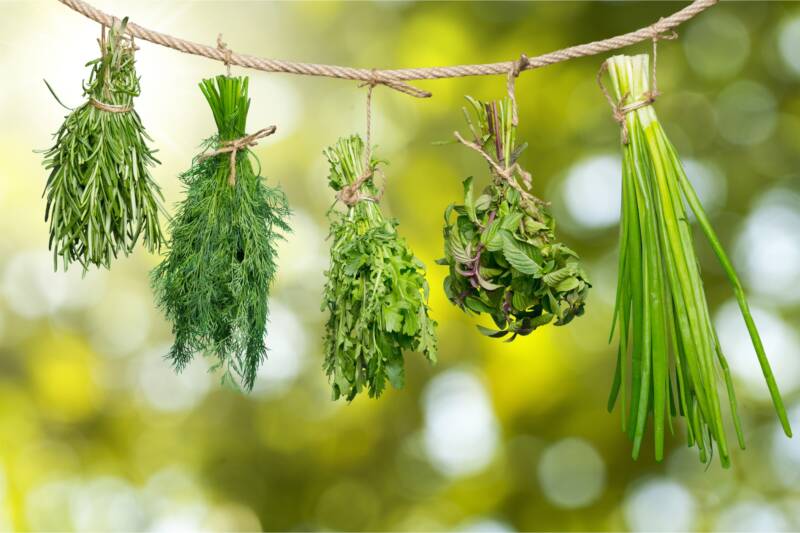 Herbs hanging from twine for drying