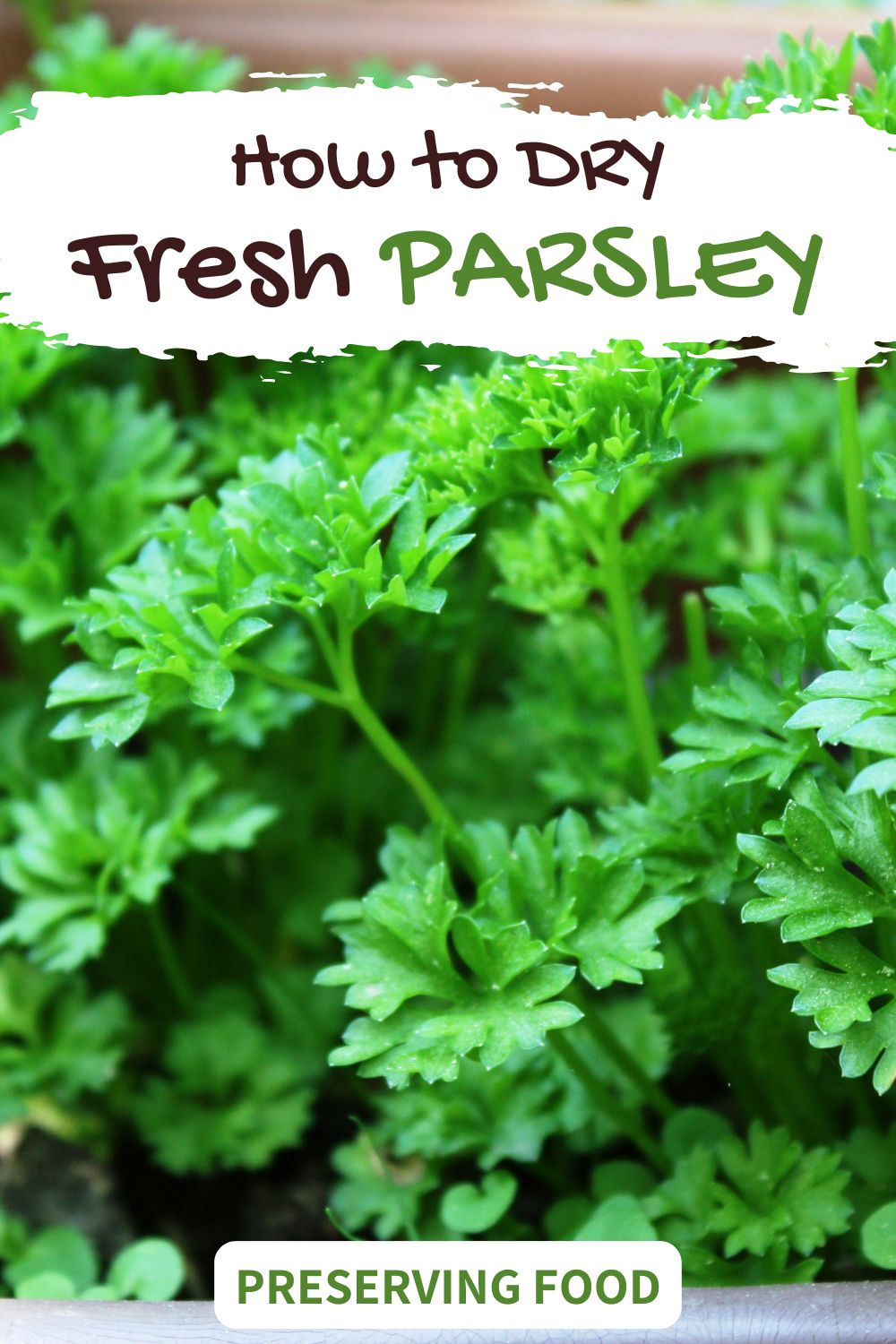 Parsley growing in a pot, ready to be picked and dried.