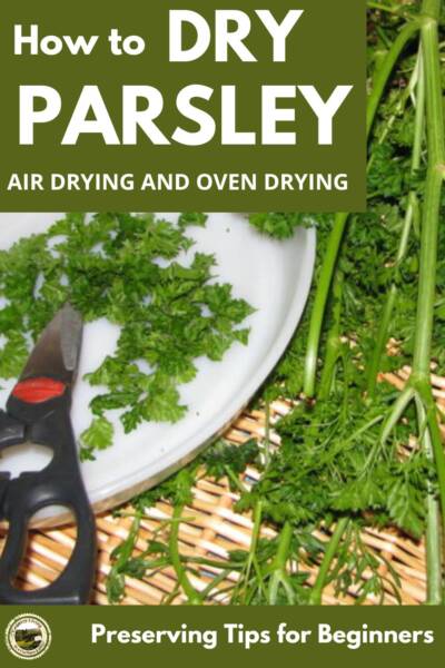 Parsley in a basket for drying