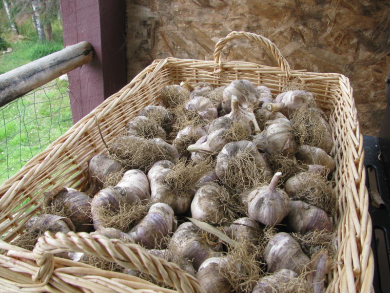 garlic curing in a shallow basket