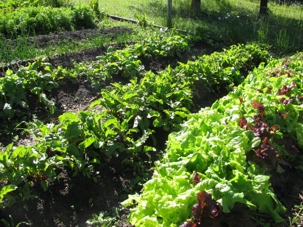beets growing with lettuce and spinach in the garden