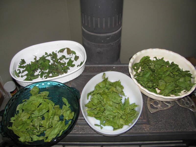 Dry herbs in shallow bowls and stir every day