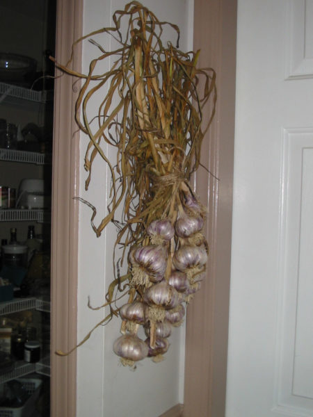 a Huge garlic braid hanging in the kitchen