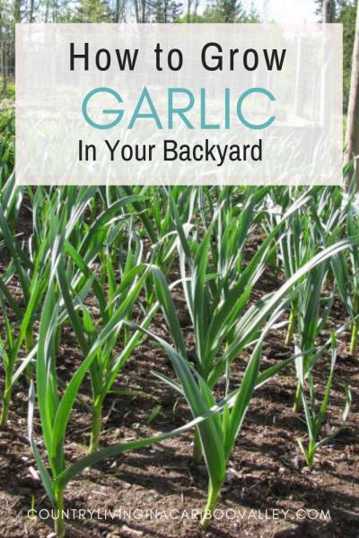 Garlic growing in the backyard garden.
