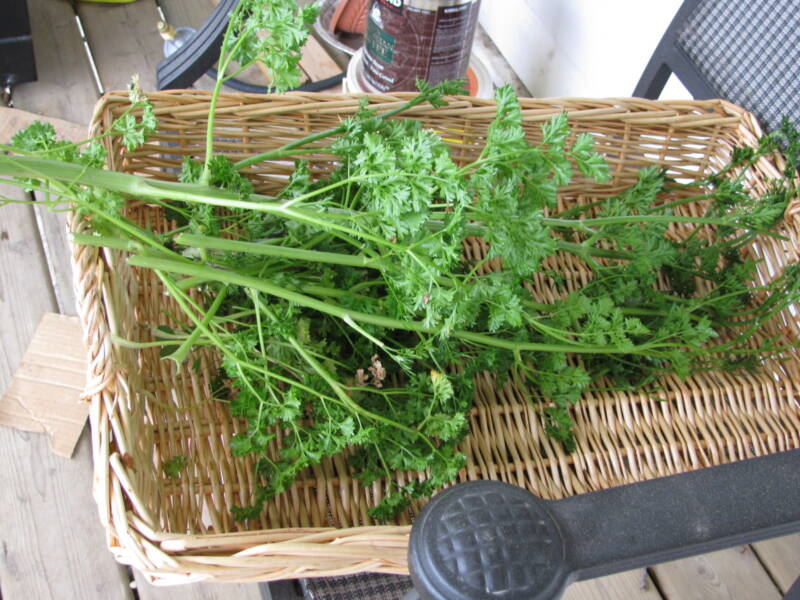 When you know how to dry Parsley, you will always have some on hand.