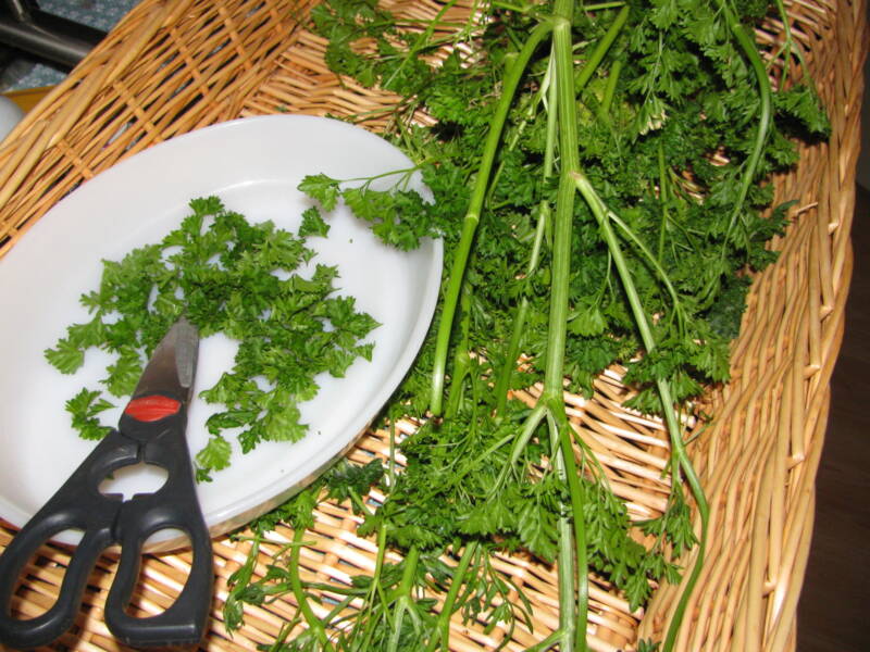 Learning how to dry parsley means you will always have it on hand to use in cooking.