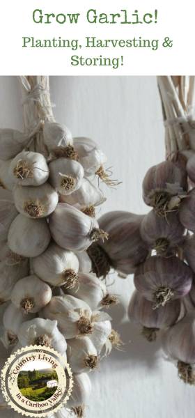 Garlic braids hanging in kitchen