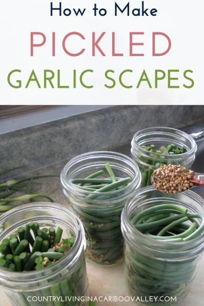 Pickled Garlic Scapes with pickling spice being added to canning jars
