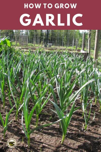 How to Plant Garlic Cloves