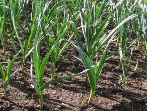 Learn how to plant garlic cloves