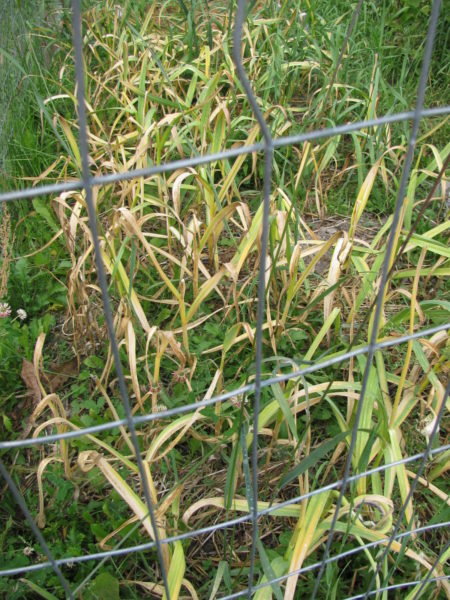 Garlic plants ready to be harvested from the garden.