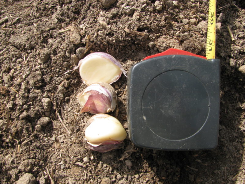 Garlic cloves on dirt ready for planting. A measuring tape is there for spacing