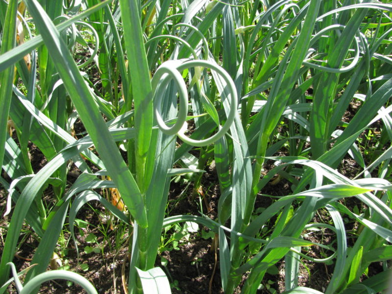 Garlic scapes growing from garlic plant.