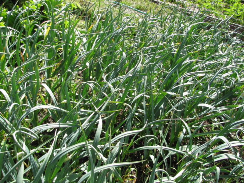 Garlic plants growing in a garden