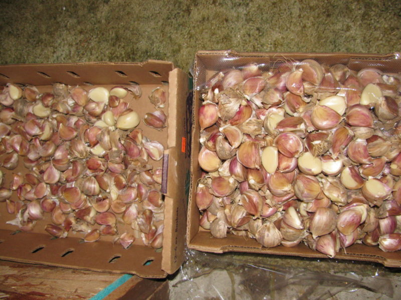 Garlic bulbs split and separated