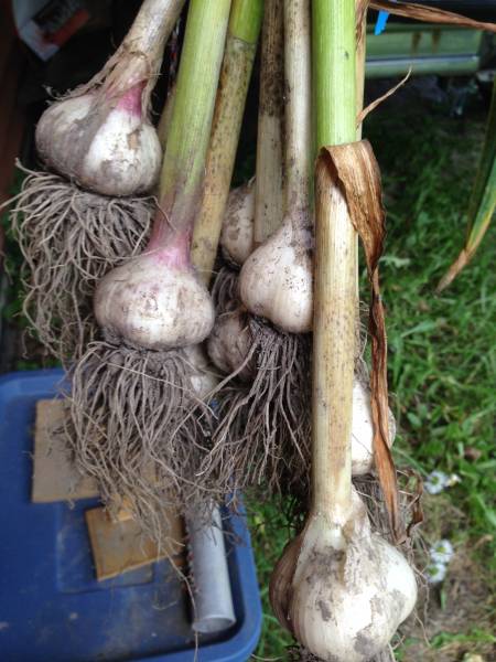 harvested garlic hanging to cure in a breezeway
