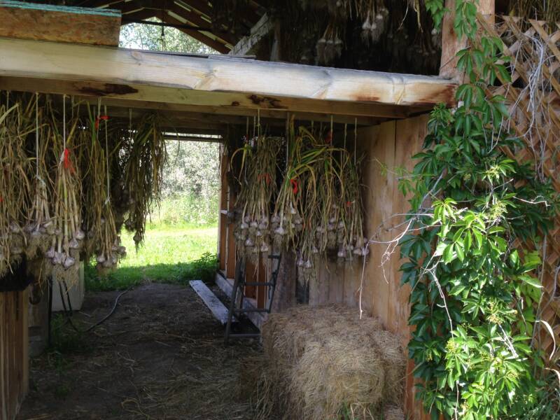 Learn how to plant garlic cloves and hang garlic to cure